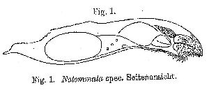 Runnström, J (1909): Zoologischer Anzeiger 34 